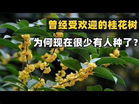 種桂花風水|種桂花風水：何時最旺財？